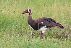 Spur-winged Goose